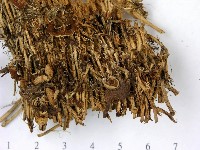 登錄號:F0022842藏品圖，第3張
