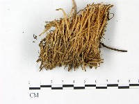 登錄號:F0022842藏品圖，第4張