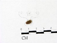 登錄號:F0022843藏品圖，第1張