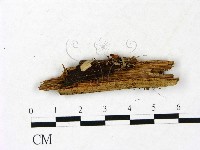 小皮傘屬藏品圖，第1張