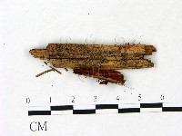 小皮傘屬藏品圖，第3張