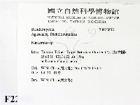 小皮傘屬藏品圖，第2張