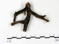 小皮傘屬藏品圖，第3張