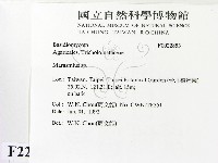 小皮傘屬藏品圖，第2張