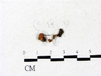 小皮傘屬藏品圖，第3張