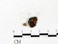 小皮傘屬藏品圖，第3張
