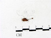 小皮傘屬藏品圖，第1張