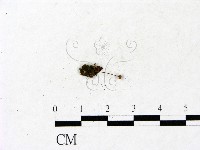 小皮傘屬藏品圖，第3張