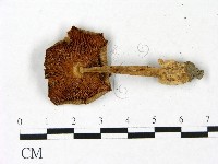 登錄號:F0022856藏品圖，第3張