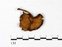 登錄號:F0022860藏品圖，第1張