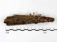 登錄號:F0022861藏品圖，第1張