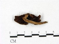 登錄號:F0022862藏品圖，第1張