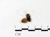登錄號:F0022864藏品圖，第1張