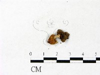 登錄號:F0022864藏品圖，第3張