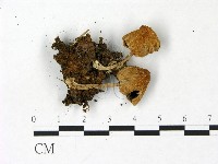 登錄號:F0022865藏品圖，第1張