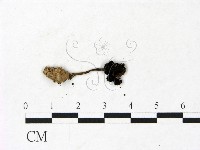 登錄號:F0022867藏品圖，第3張