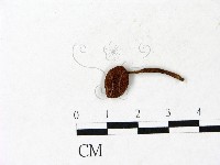登錄號:F0022869藏品圖，第1張