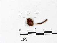 登錄號:F0022869藏品圖，第3張
