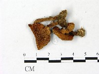 登錄號:F0022870藏品圖，第1張
