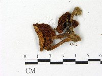 登錄號:F0022870藏品圖，第3張