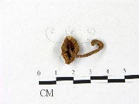 登錄號:F0022871藏品圖，第3張