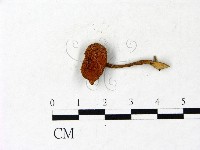 登錄號:F0022872藏品圖，第1張