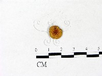 登錄號:F0022874藏品圖，第1張