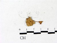 登錄號:F0022875藏品圖，第1張