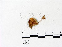 登錄號:F0022875藏品圖，第3張