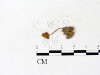 登錄號:F0022876藏品圖，第1張