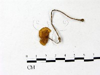 登錄號:F0022877藏品圖，第1張