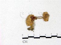 登錄號:F0022878藏品圖，第1張