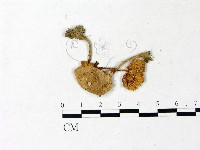 登錄號:F0022878藏品圖，第3張