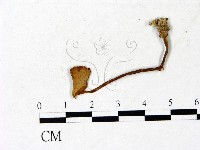登錄號:F0022879藏品圖，第1張