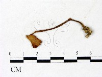 登錄號:F0022879藏品圖，第3張