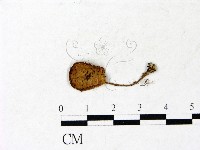 登錄號:F0022880藏品圖，第1張