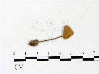 登錄號:F0022881藏品圖，第1張
