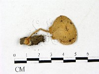 登錄號:F0022882藏品圖，第1張