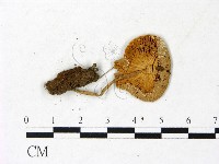 登錄號:F0022882藏品圖，第3張