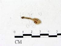 登錄號:F0022883藏品圖，第1張