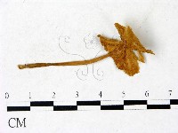 登錄號:F0022884藏品圖，第3張