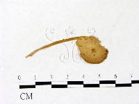 登錄號:F0022886藏品圖，第1張