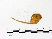 登錄號:F0022886藏品圖，第3張