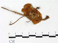 登錄號:F0022887藏品圖，第1張