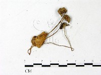 登錄號:F0022888藏品圖，第1張