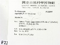 小菇屬藏品圖，第2張