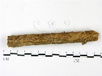 小菇屬藏品圖，第1張