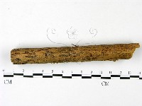 小菇屬藏品圖，第4張
