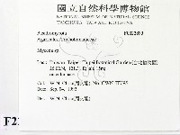 小菇屬藏品圖，第2張
