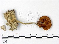 登錄號:F0022891藏品圖，第3張